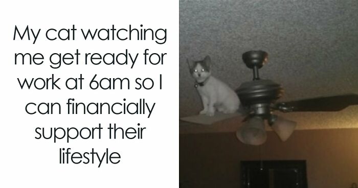 If You Had A Rough Month, These Animal Memes Might Help You Feel A Little Better (New Pics)