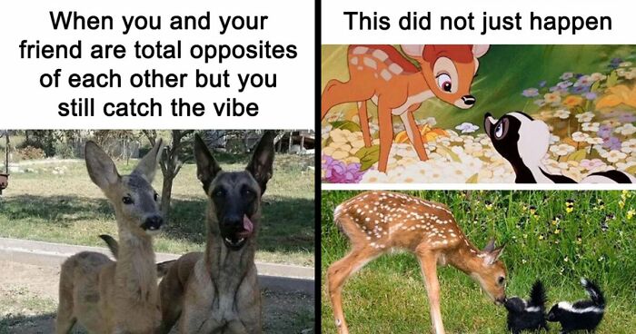 If You Had A Rough Month, These Animal Memes Might Help You Feel A Little Better (New Pics)