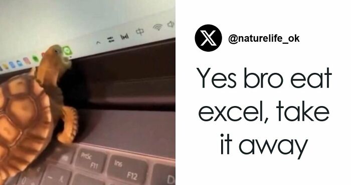 If You Had A Rough Month, These Animal Memes Might Help You Feel A Little Better (New Pics)