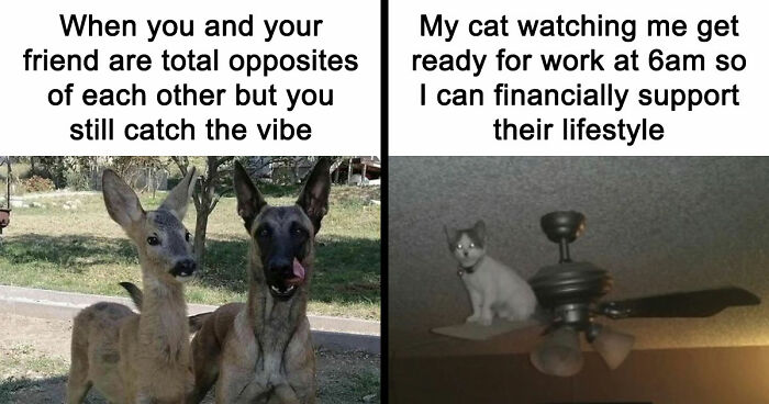 If You Had A Rough Month, These Animal Memes Might Help You Feel A Little Better (New Pics)