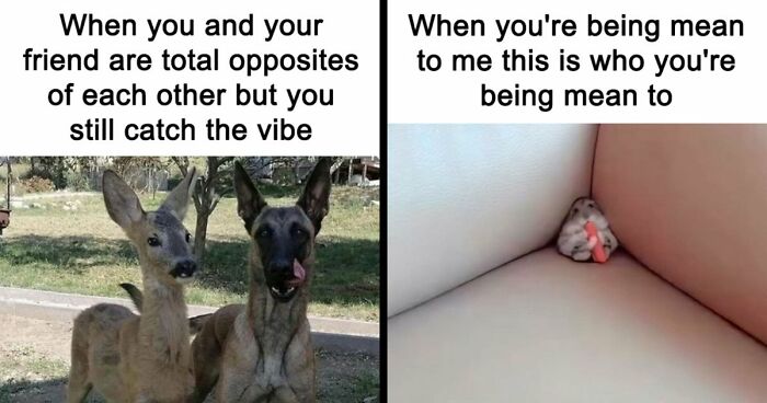If You Had A Rough Month, These Animal Memes Might Help You Feel A Little Better (New Pics)