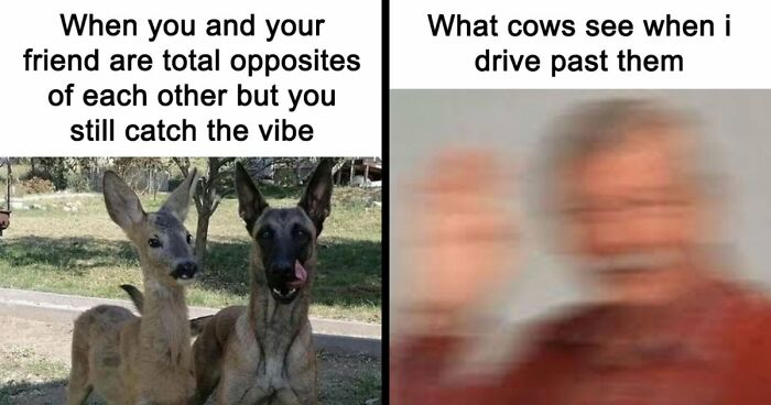 If You Had A Rough Month, These Animal Memes Might Help You Feel A Little Better (New Pics)