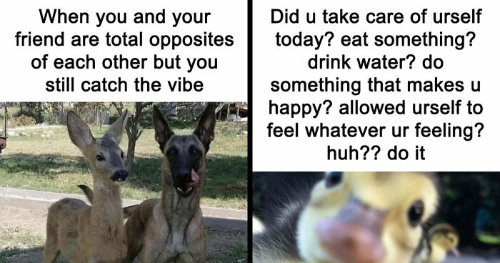 If You Had A Rough Month, These Animal Memes Might Help You Feel A Little Better (New Pics)