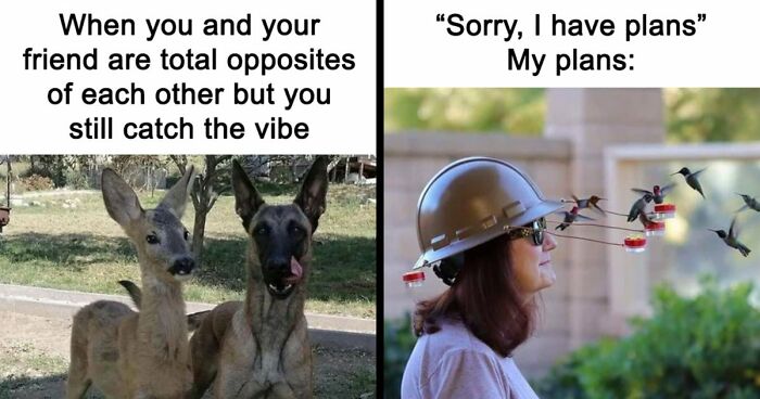 If You Had A Rough Month, These Animal Memes Might Help You Feel A Little Better (New Pics)