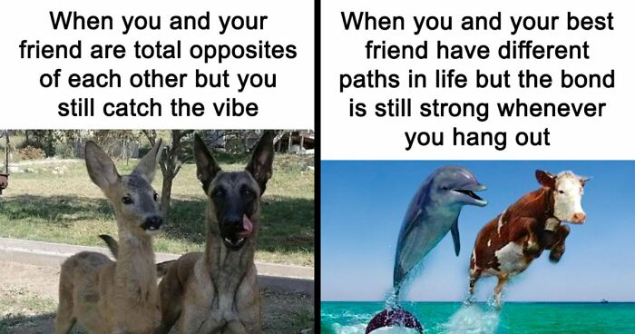 If You Had A Rough Month, These Animal Memes Might Help You Feel A Little Better (New Pics)
