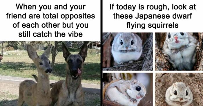 If You Had A Rough Month, These Animal Memes Might Help You Feel A Little Better (New Pics)
