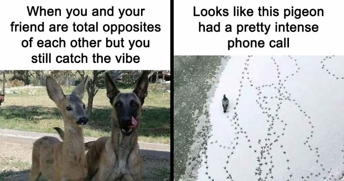 If You Had A Rough Month, These Animal Memes Might Help You Feel A Little Better (New Pics)