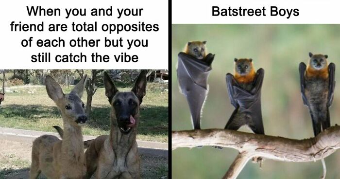 If You Had A Rough Month, These Animal Memes Might Help You Feel A Little Better (New Pics)