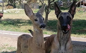 77 Pure And Funny Animal Memes To Calm Your Brain (New Pics)