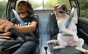 Here Are 55 Wholesome Pics To Beat Your Doomscrolling Habit (New Pics)