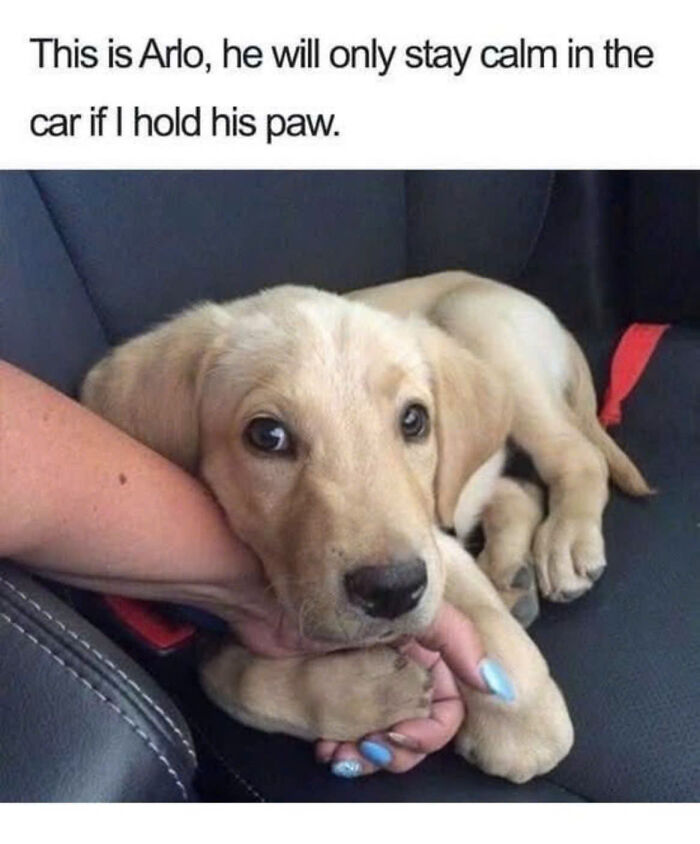 A cute, wholesome meme of a golden retriever puppy named Arlo holding a person's hand in a car seat.