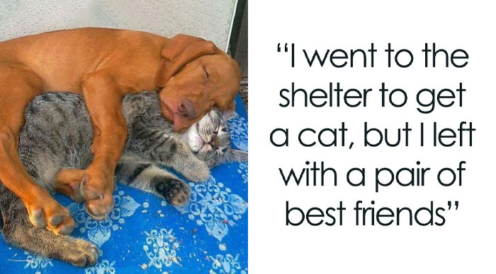 If You Need A Quick Serotonin Boost, Here Are 89 Wholesome Memes To Get The Job Done