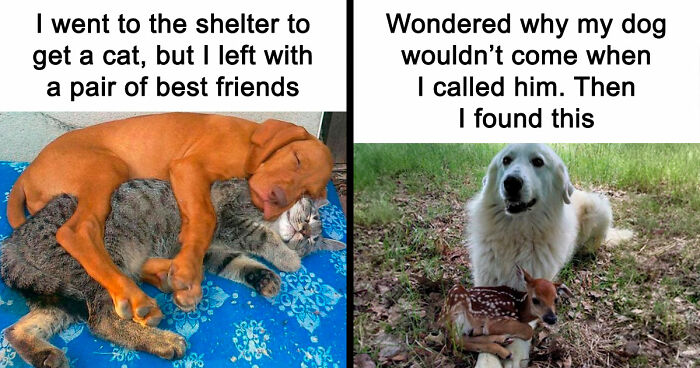 If You Need A Quick Serotonin Boost, Here Are 89 Wholesome Memes To Get The Job Done