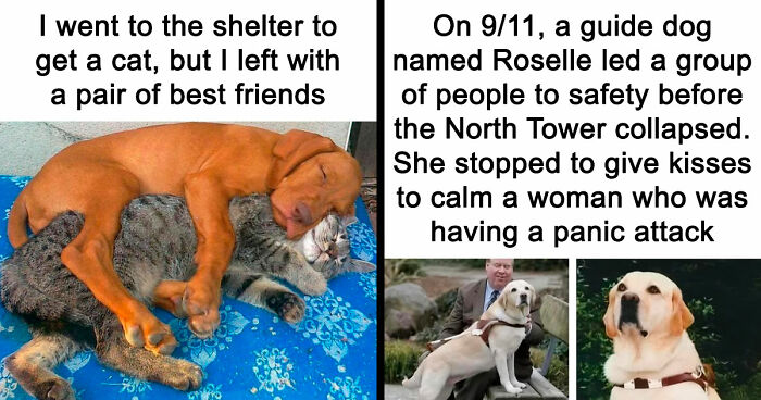 If You Need A Quick Serotonin Boost, Here Are 89 Wholesome Memes To Get The Job Done