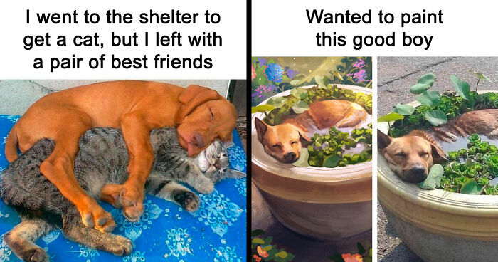 If You Need A Quick Serotonin Boost, Here Are 89 Wholesome Memes To Get The Job Done