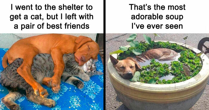 If You Need A Quick Serotonin Boost, Here Are 89 Wholesome Memes To Get The Job Done