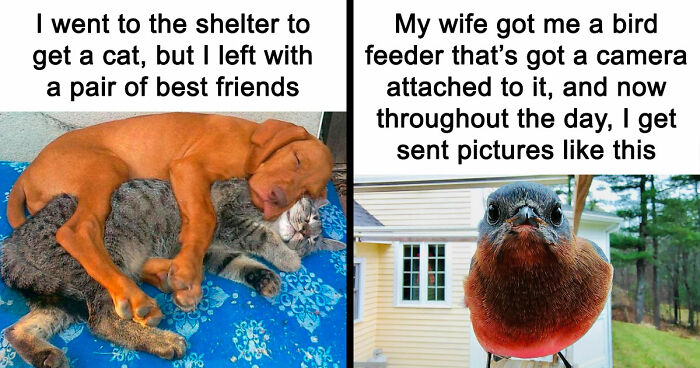 If You Need A Quick Serotonin Boost, Here Are 89 Wholesome Memes To Get The Job Done