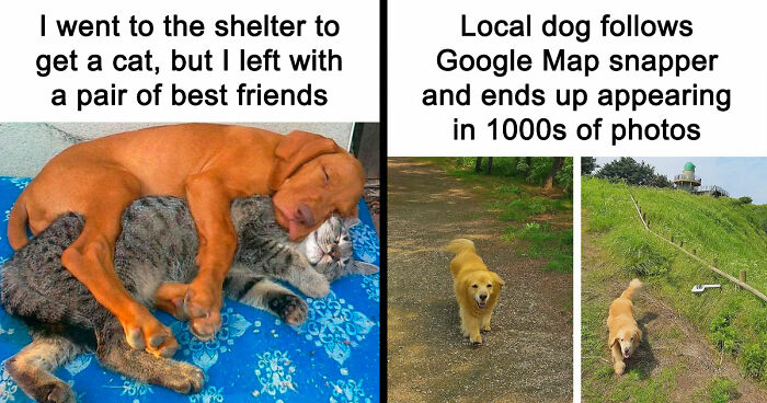 If You Need A Quick Serotonin Boost, Here Are 89 Wholesome Memes To Get The Job Done