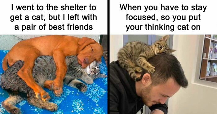 If You Need A Quick Serotonin Boost, Here Are 89 Wholesome Memes To Get The Job Done