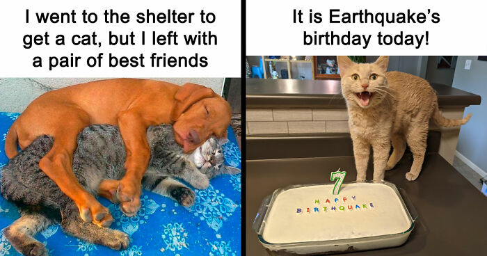 If You Need A Quick Serotonin Boost, Here Are 89 Wholesome Memes To Get The Job Done