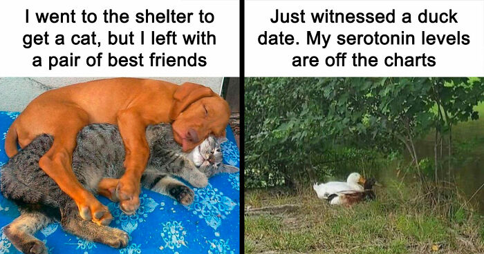 If You Need A Quick Serotonin Boost, Here Are 89 Wholesome Memes To Get The Job Done