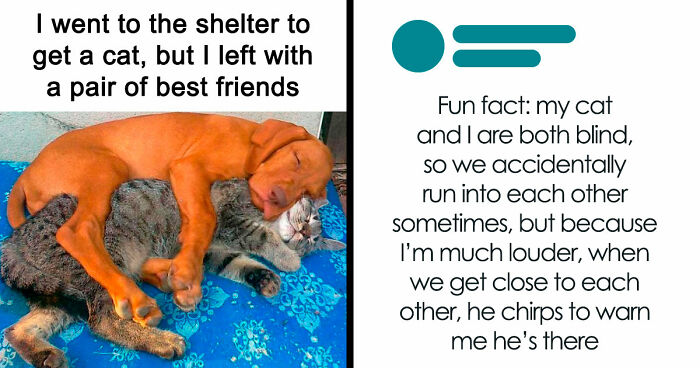 If You Need A Quick Serotonin Boost, Here Are 89 Wholesome Memes To Get The Job Done