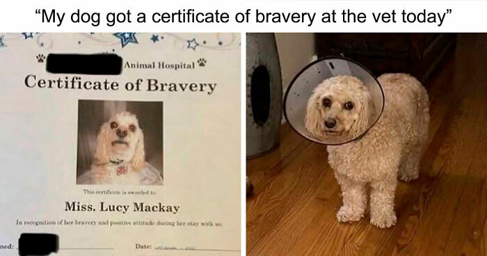 If You Need A Quick Serotonin Boost, Here Are 89 Wholesome Memes To Get The Job Done