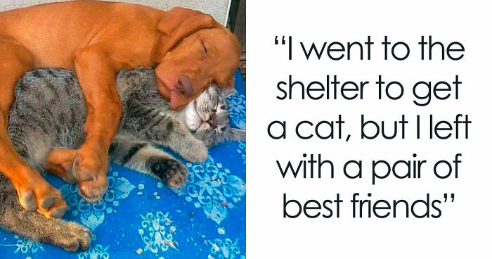 If You Need A Quick Serotonin Boost, Here Are 89 Wholesome Memes To Get The Job Done