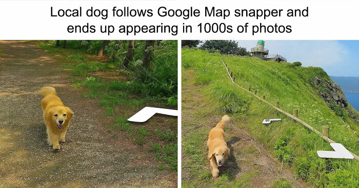 If You Need A Quick Serotonin Boost, Here Are 89 Wholesome Memes To Get The Job Done