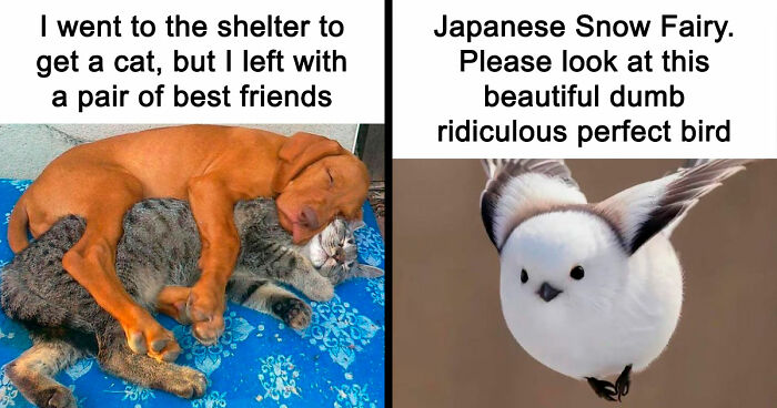 If You Need A Quick Serotonin Boost, Here Are 89 Wholesome Memes To Get The Job Done