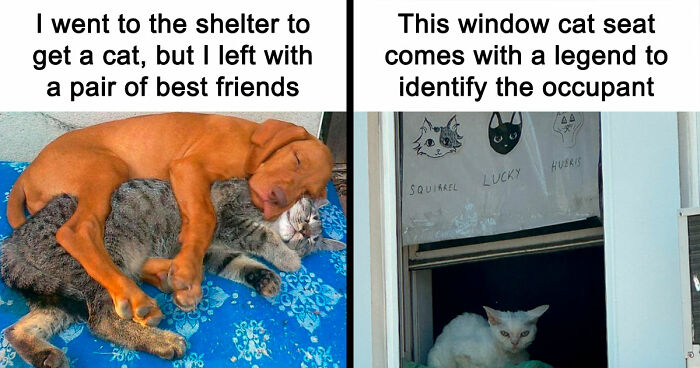If You Need A Quick Serotonin Boost, Here Are 89 Wholesome Memes To Get The Job Done