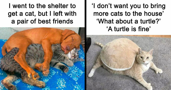 If You Need A Quick Serotonin Boost, Here Are 89 Wholesome Memes To Get The Job Done