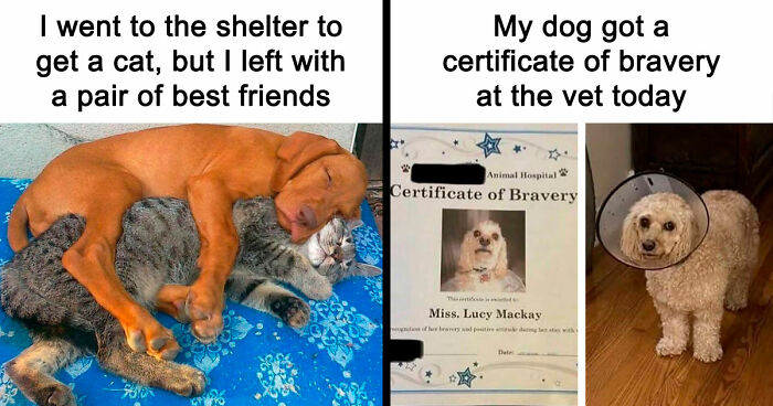 If You Need A Quick Serotonin Boost, Here Are 89 Wholesome Memes To Get The Job Done
