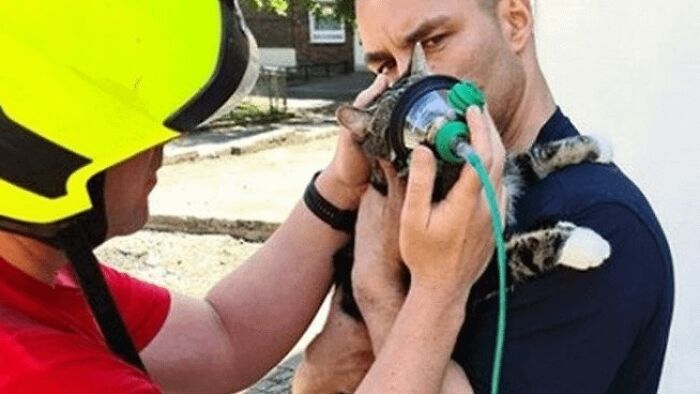Firefighter using oxygen mask to rescue a cat in a rescue operation