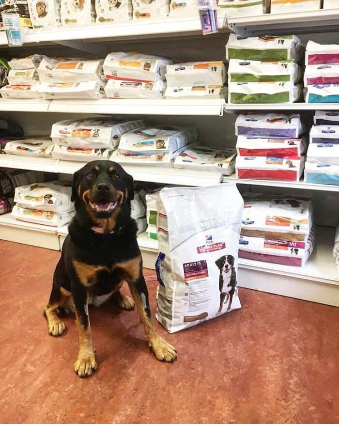 Happy dog sitting next to donated dog food bags in pet store