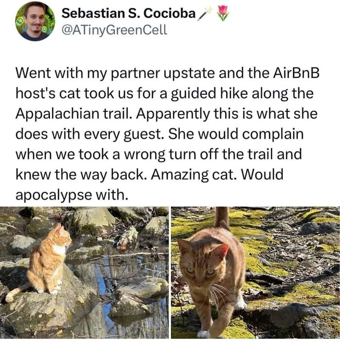 Tweet about a cat guiding guests on Appalachian trail hikes