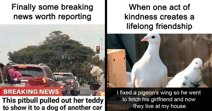 99 Wholesome Pics That Hit Harder Than A Pixar Movie