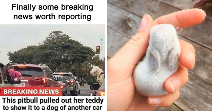 99 Wholesome Pics That Hit Harder Than A Pixar Movie