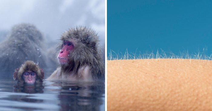 Why Do We Get Goosebumps? The Fascinating Science Behind Your Skin’s Reflex