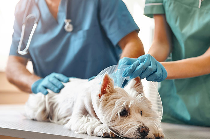 Veterinarian treating dog with cone showing career difficulties