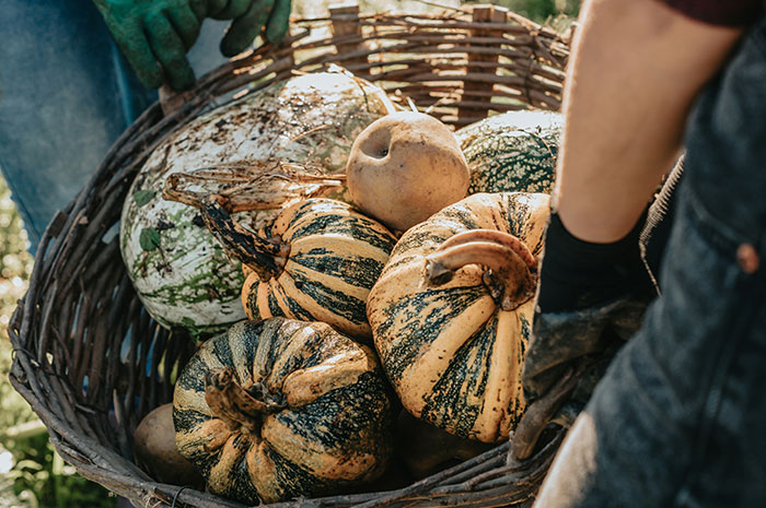 Basket of striped pumpkins representing farming career challenges