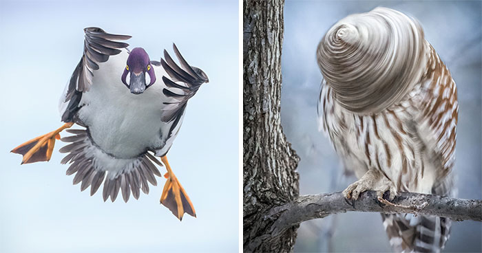 35 New Bird Portraits By Matt Huras That Show Nature At Its Most Beautiful