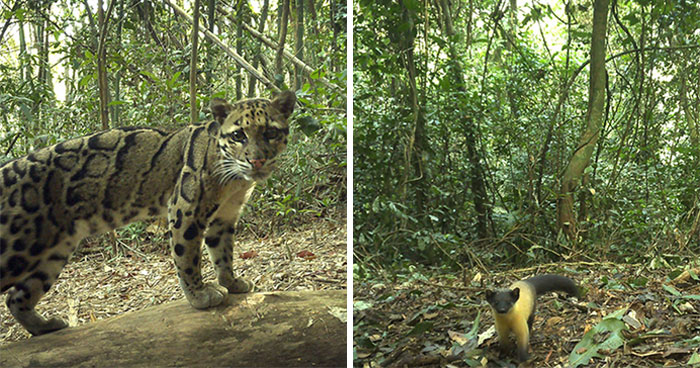 Camera Traps Capture Rare Wildlife In Remote Asian Forest, Here Are 69 Photos
