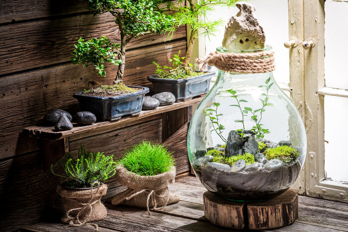Indoor bonsai plants and terrarium on wooden shelves