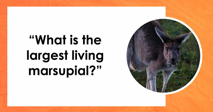 Only True Word Nerds Will Guess These 18 Words That All End In A Double-O