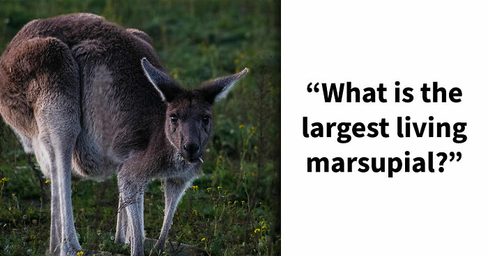 Only True Word Nerds Will Guess These 18 Words That All End In A Double-O
