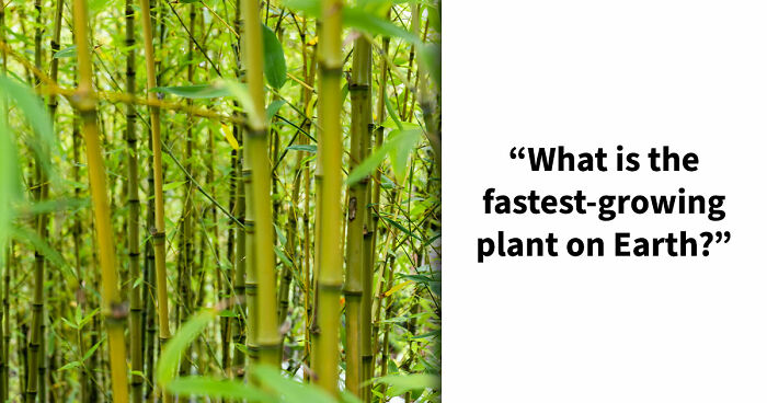 Only True Word Nerds Will Guess These 18 Words That All End In A Double-O
