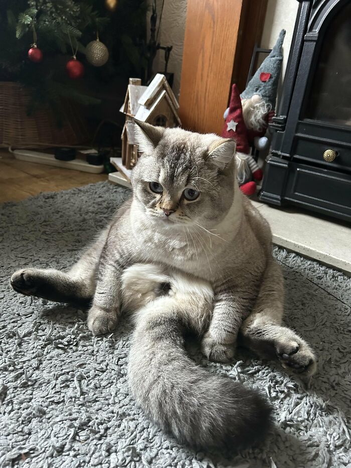 Chubby gray cat sitting oddly on carpet near Christmas decorations