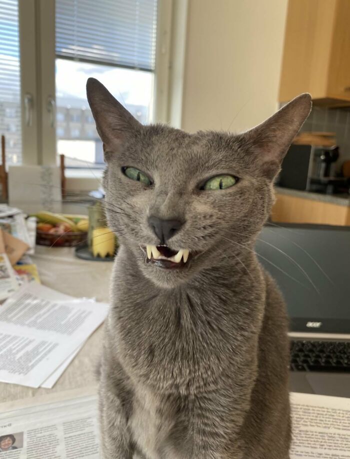 Funny gray cat making a goofy face showing teeth indoors on a table