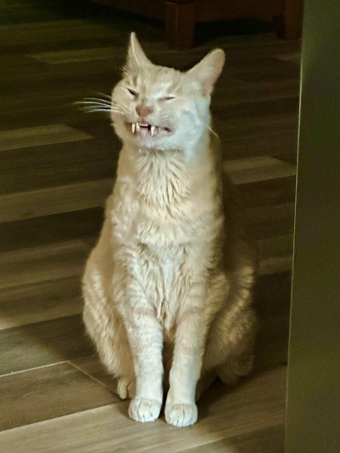 Orange cat with goofy expression showing teeth indoors on wooden floor